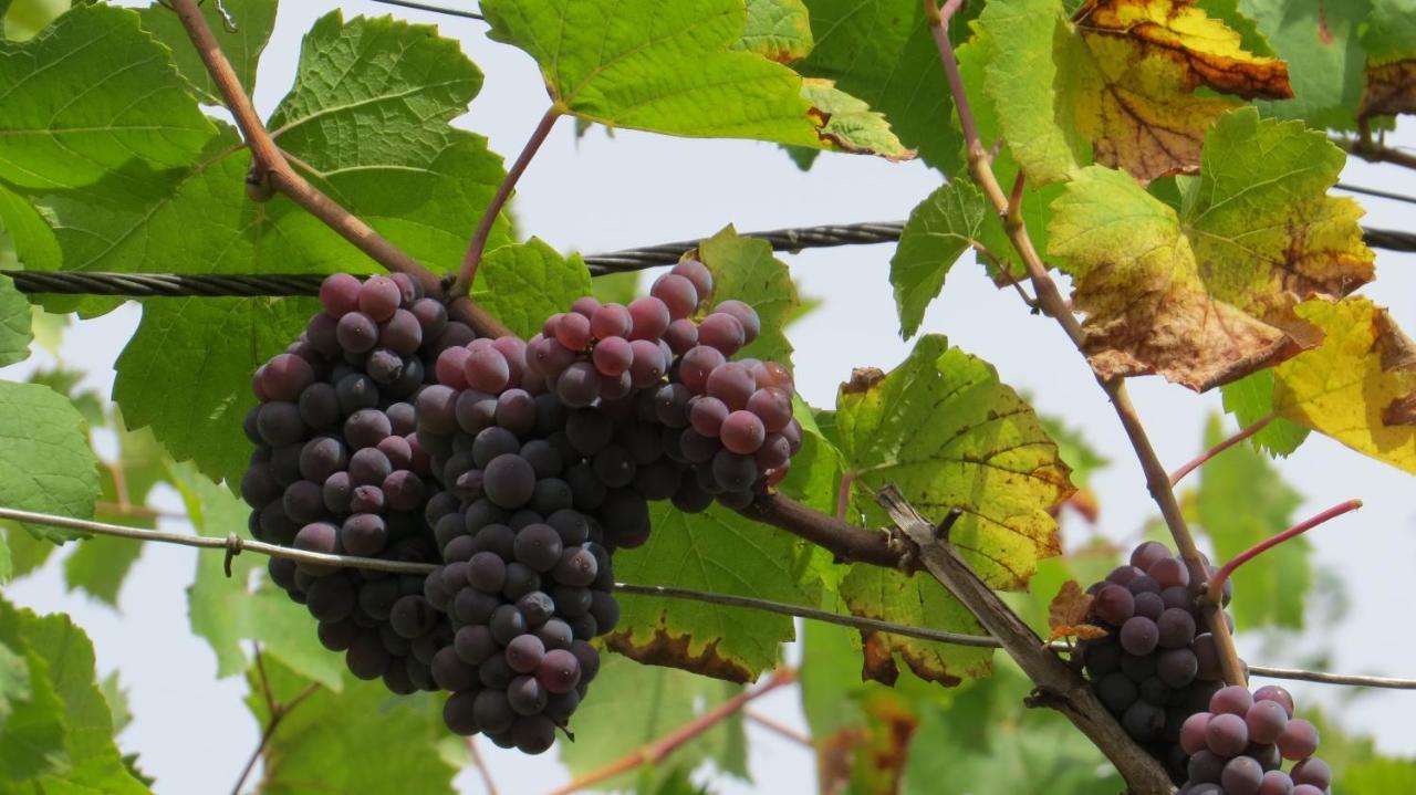 Ferienwohnung Elbsommer Am Weinberg Meißen Kültér fotó